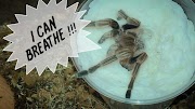 petco hours Tarantula Unboxing ~ AFTER 2 HOURS !!!