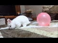 うさぎ　ジャンプ 356231-う���ぎ ジャンプしながら走る