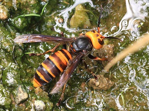 オオスズメバチ 上野高敏 Takatoshi Ueno