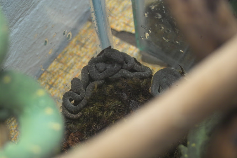 bush babies as pets. Bunch of abies on the floor:
