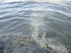 The Lake jumps up to look around