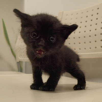 今年は黒猫当たり年 黒猫子猫里親さん募集中 リン動物病院