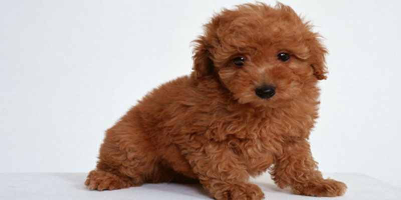 Top 10 Dog Breeds for Kids and Families - Best Dogs for ...