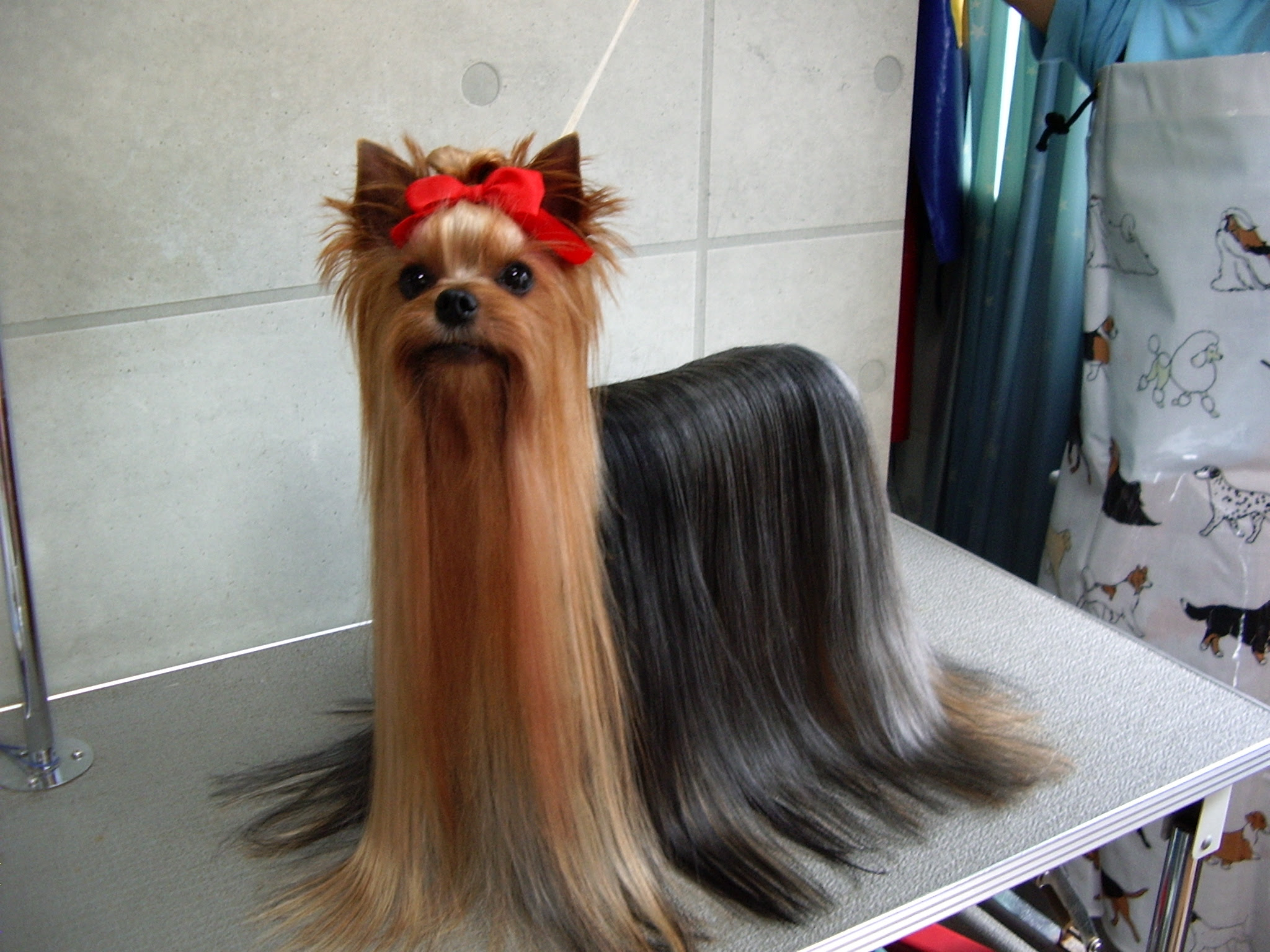子犬選び