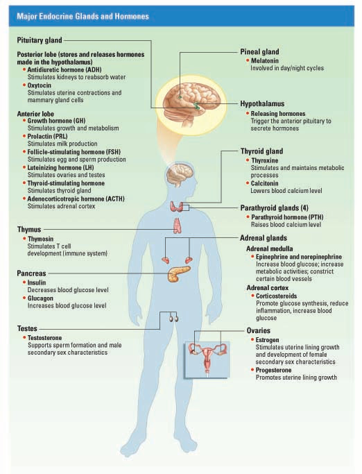 Anatomy Physiology