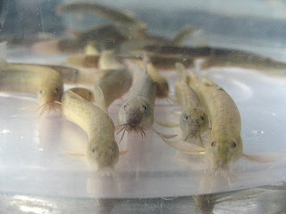 ドジョウの血流観察