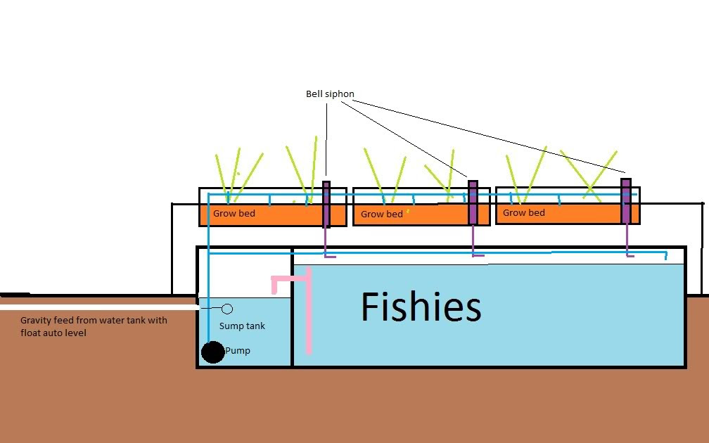 Today Aqua: Ebb and flow aquaponics design