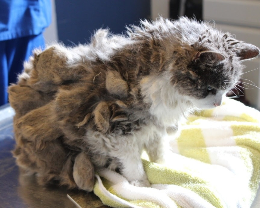 Woman Stops to Help Mysterious Animal, Discovers It's a ...