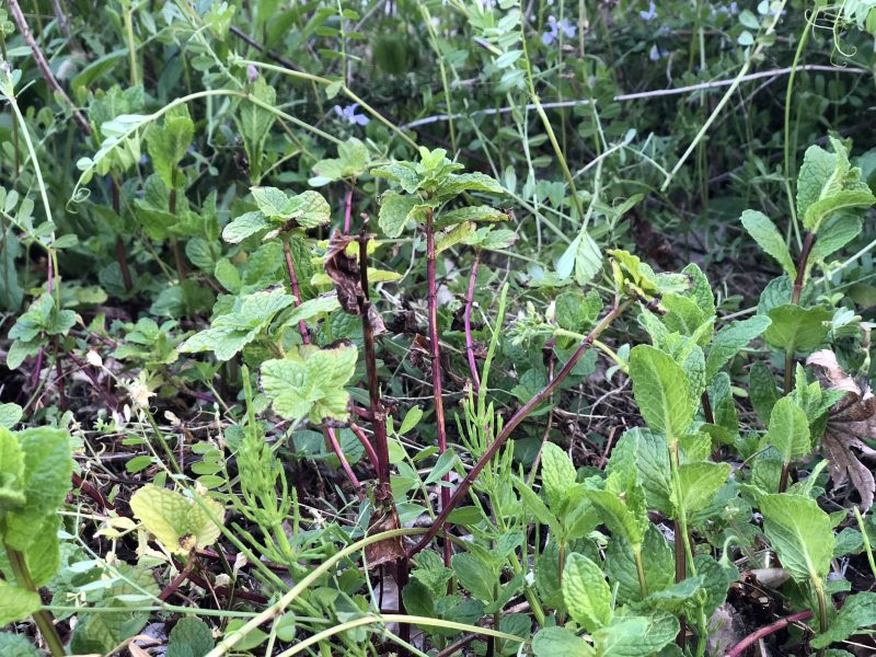 これは大失敗だった 庭にハーブを植える時は要注意