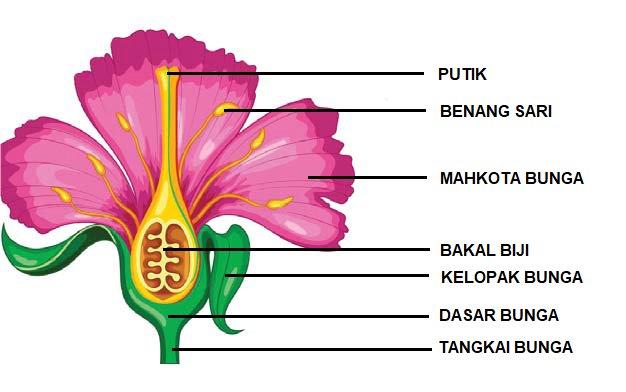 Bunga Sepatu Berkembang Biak Dengan Cara Bagis Bunga Sepatu Berkembang Biak Dengan Cara Bagis