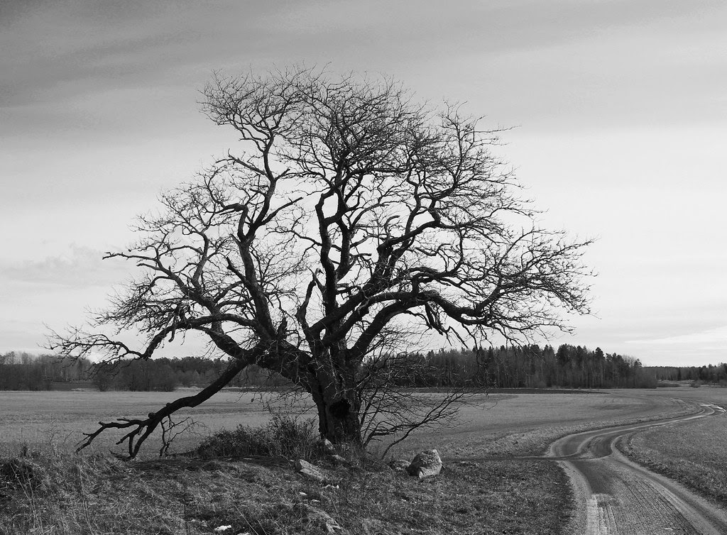 That Old Tree