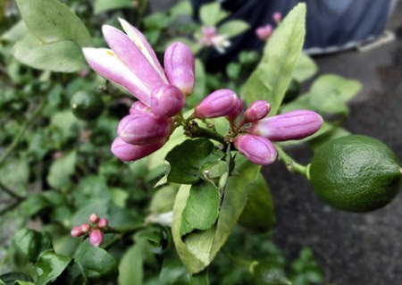 レモン 実が落ちる