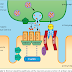 Remdesivir In Myasthaenia Gravis - Surgery to remove the thymus gland in patients with ... / Mg is sometimes identified as having an ocular and generalized form.