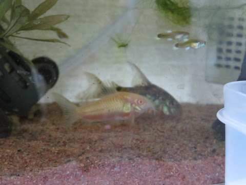 青コリドラスとアルビノはミナミヌマエビやグッピーと混泳中 いろんな魚とときどき猫