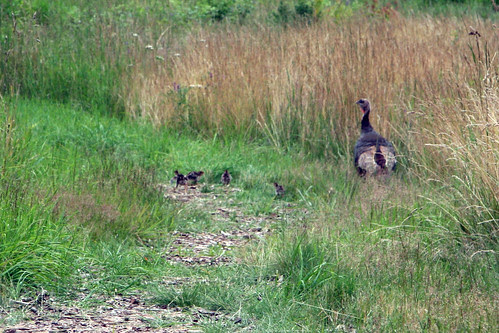 wild turkey hen and poults