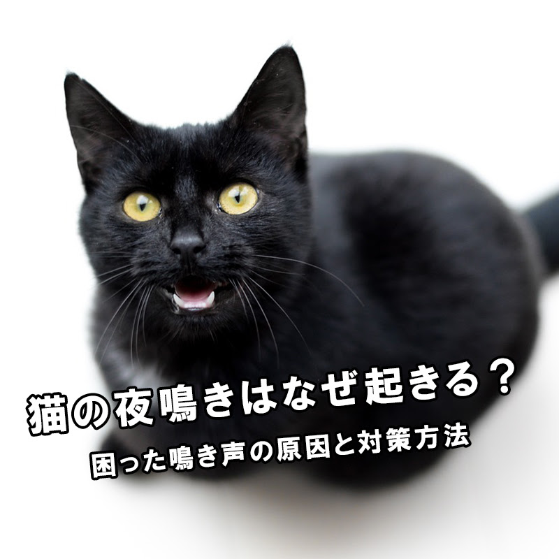 猫の夜鳴きはなぜ起きる 困った鳴き声の原因と対策方法