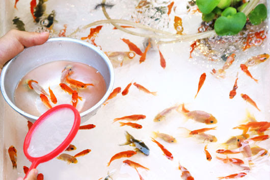 金魚すくい体験記 レポート者 Falsada 金魚すくい本舗 金魚屋の息子