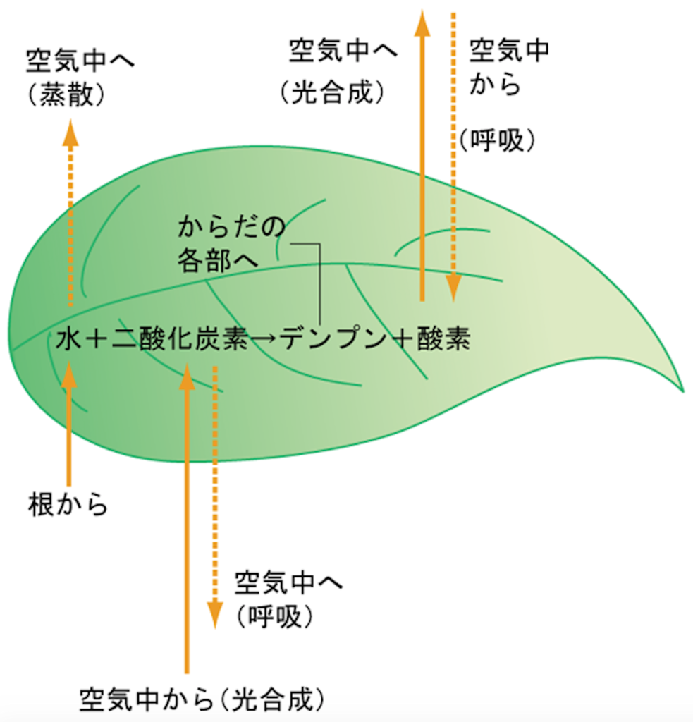 小学生の理科入門 植物 植物のはたらき 光合成と呼吸と蒸散について Cmoからのお知らせ