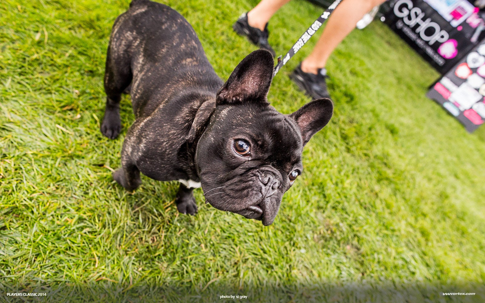 SiGray.PlayersClassic2014-0062