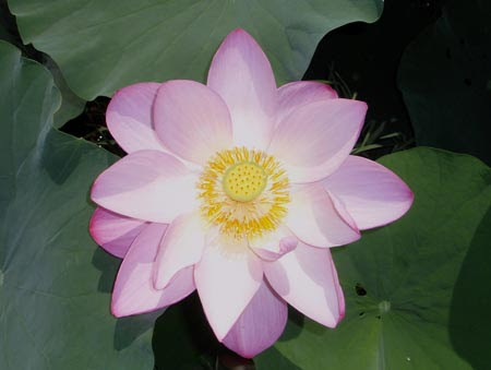 第37回 ニックネームを持つ瓦 大津市歴史博物館