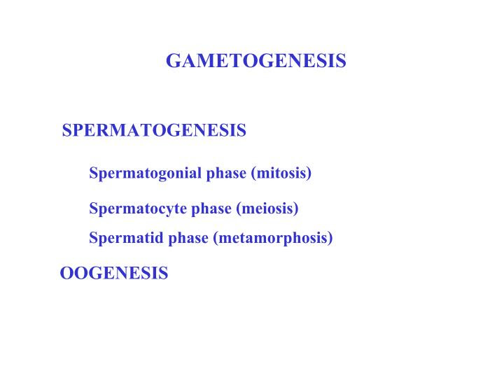 Embryology