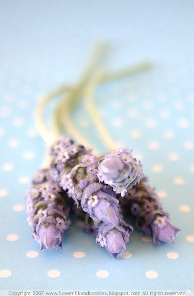 lavender stalks