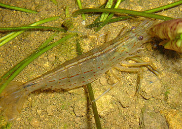 ビオトープ ベランダで可能なミニ ビオトープの生態系