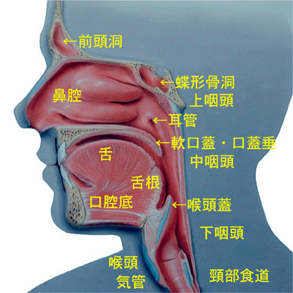 咽喉頭異常感症 笠井耳鼻咽喉科クリニック