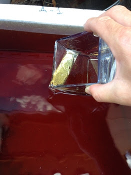 ミジンコどうでしょう チャーム金魚 メダカブログ
