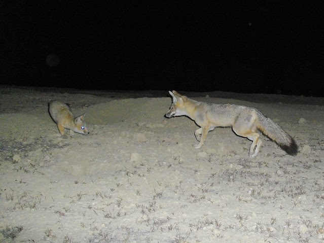sj kit foxes
