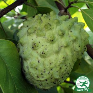 チェリモヤの育て方