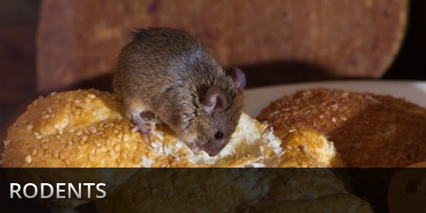 Pest Control in Lawton, OK - Rodents