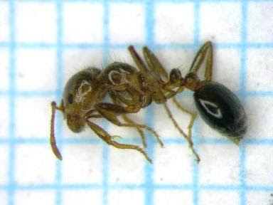 ヒアリに注意しましょう 小牧市