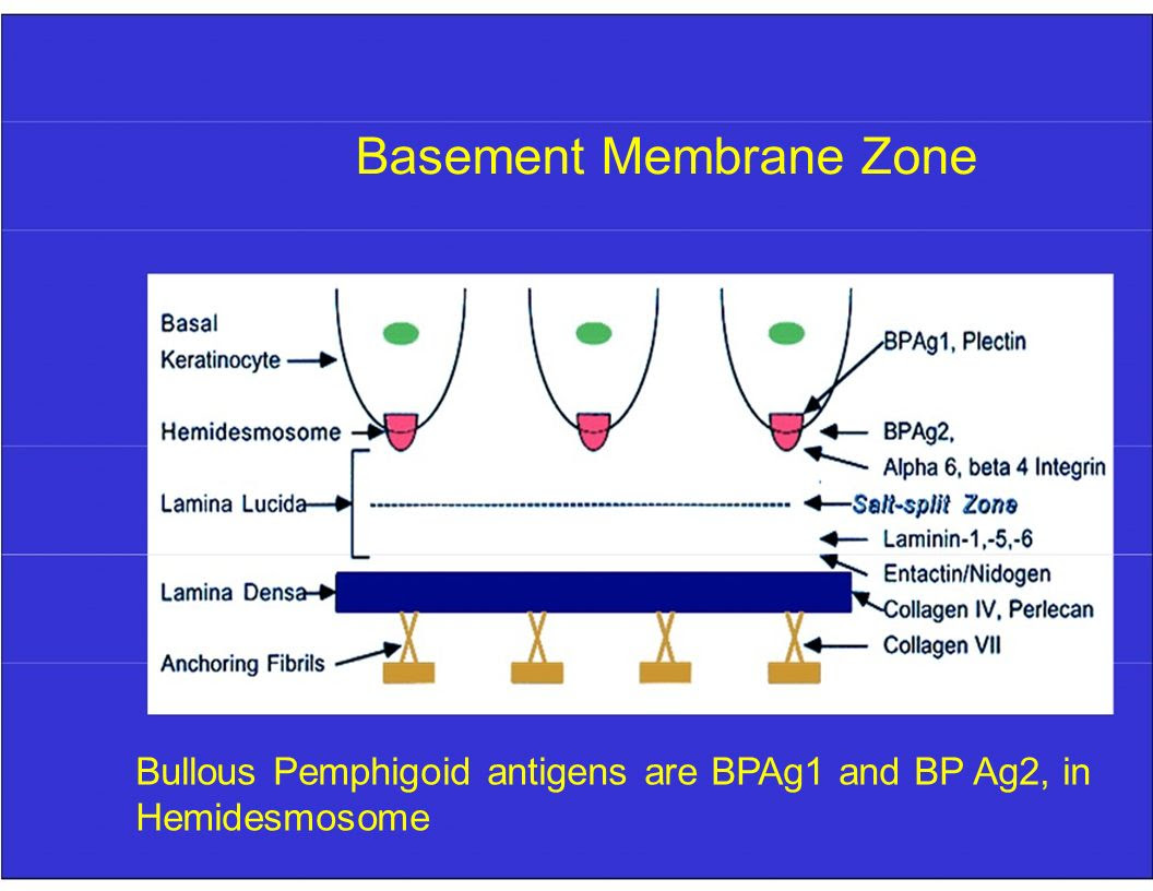 SKIN STRUCTURE AND FUNCTION Dr M Joseph Department Of