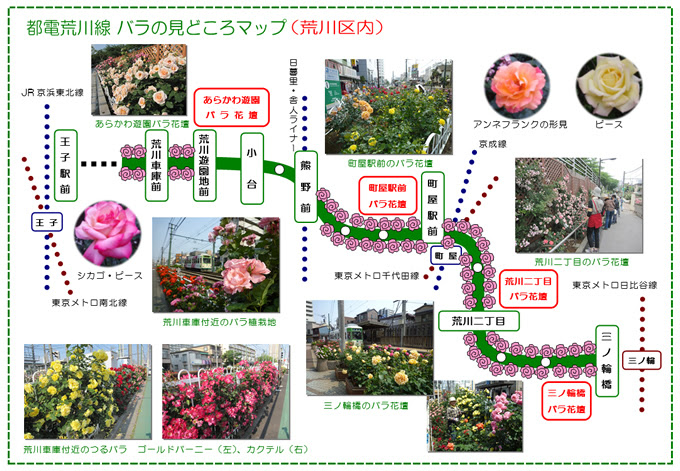 都電荒川線沿線のバラ 花の名所 見ごろ Tokyoおでかけガイド