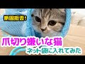 √100以上 猫 嫌いな色 299305-猫 嫌いな色