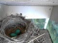 Starling blue jay eggs vs robin eggs 220997