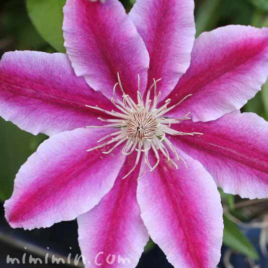 クレマチスの花の写真 花言葉 みみみんブログ