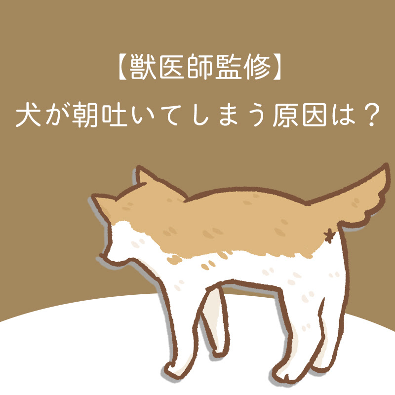 獣医師監修 愛犬が朝吐くのが心配 犬の嘔吐の原因や予防法 掃除方法は