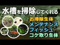 [最も好ましい] 水槽 底 掃除 魚 271057-水槽 底 掃除 魚