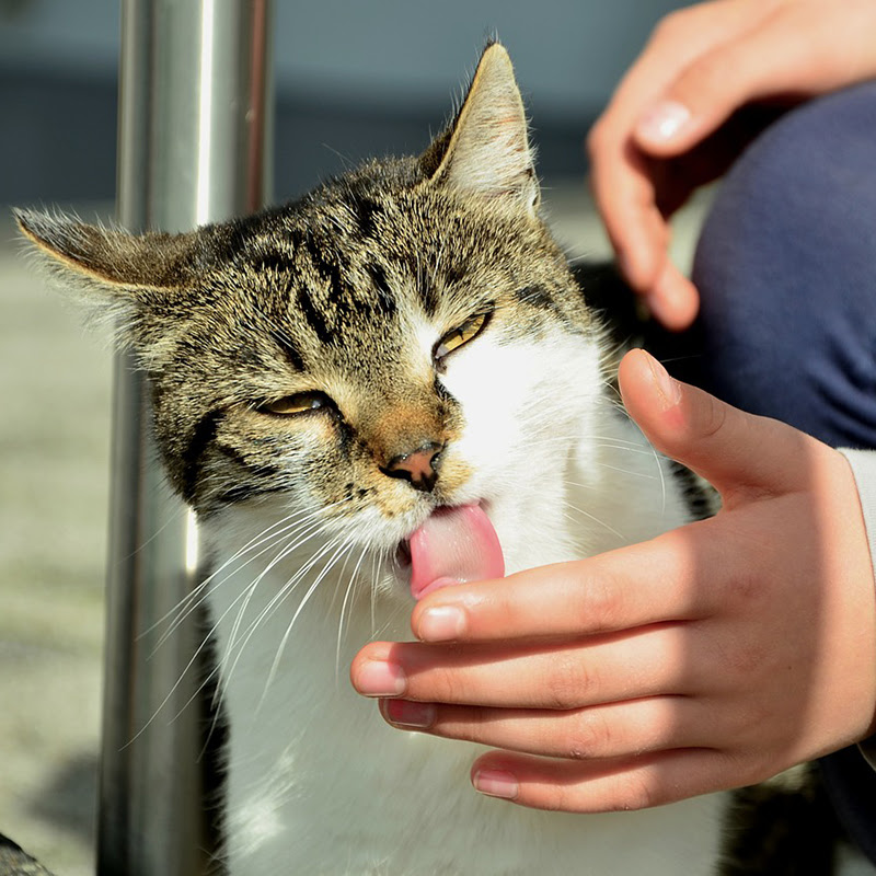 猫がなめてくるのは愛情表現 飼い主の手や顔をなめてくるかわすぎる理由 猫の総合情報サイト ペットスマイルニュースforネコちゃん