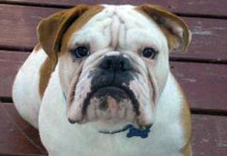 Heavensent Bulldog Adoption In Nj Pa Md And De Adopt A Rescued Bulldog