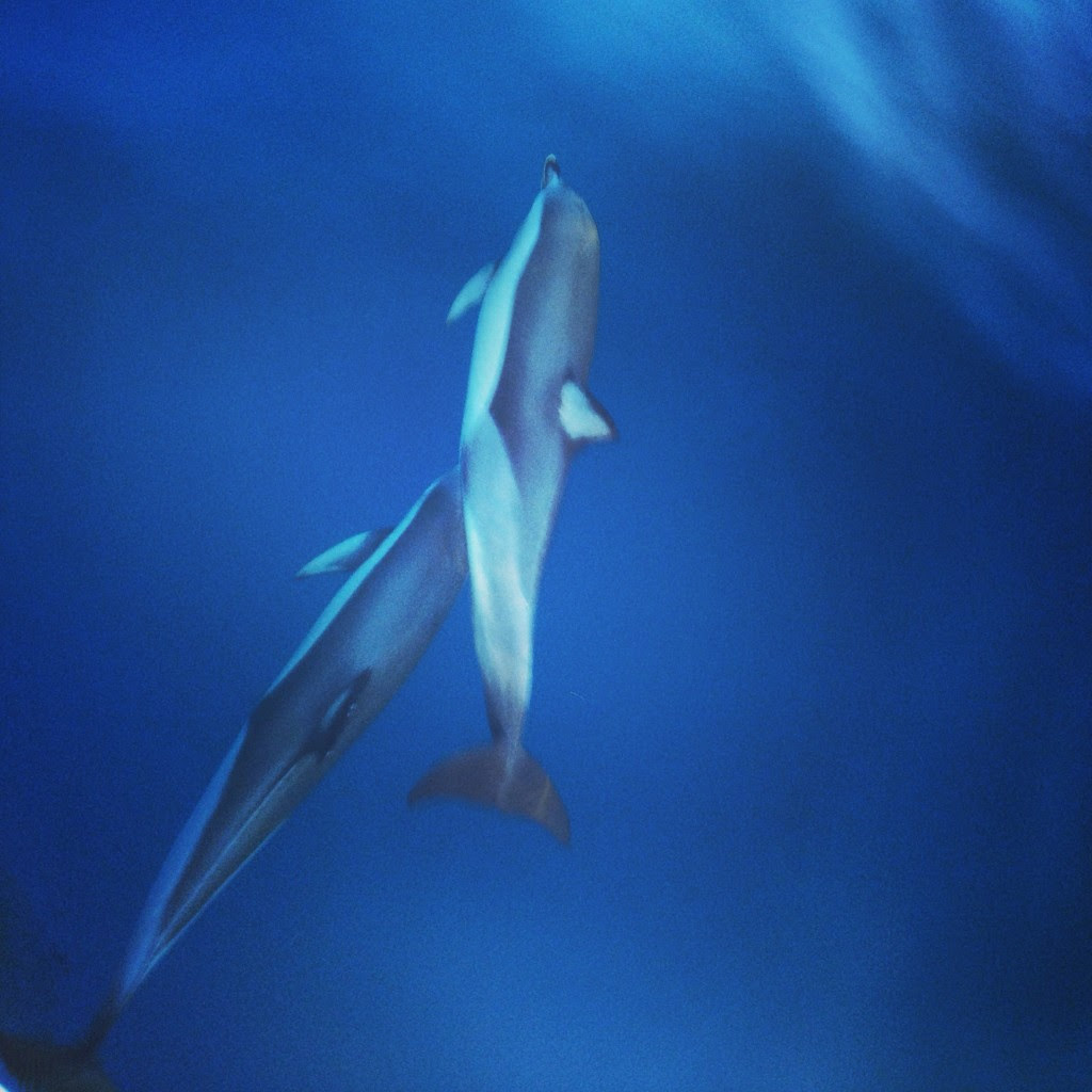 Dolphins evolve peacefully in Greece