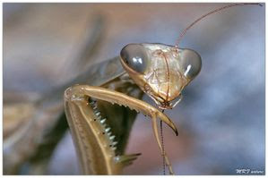MANTIS