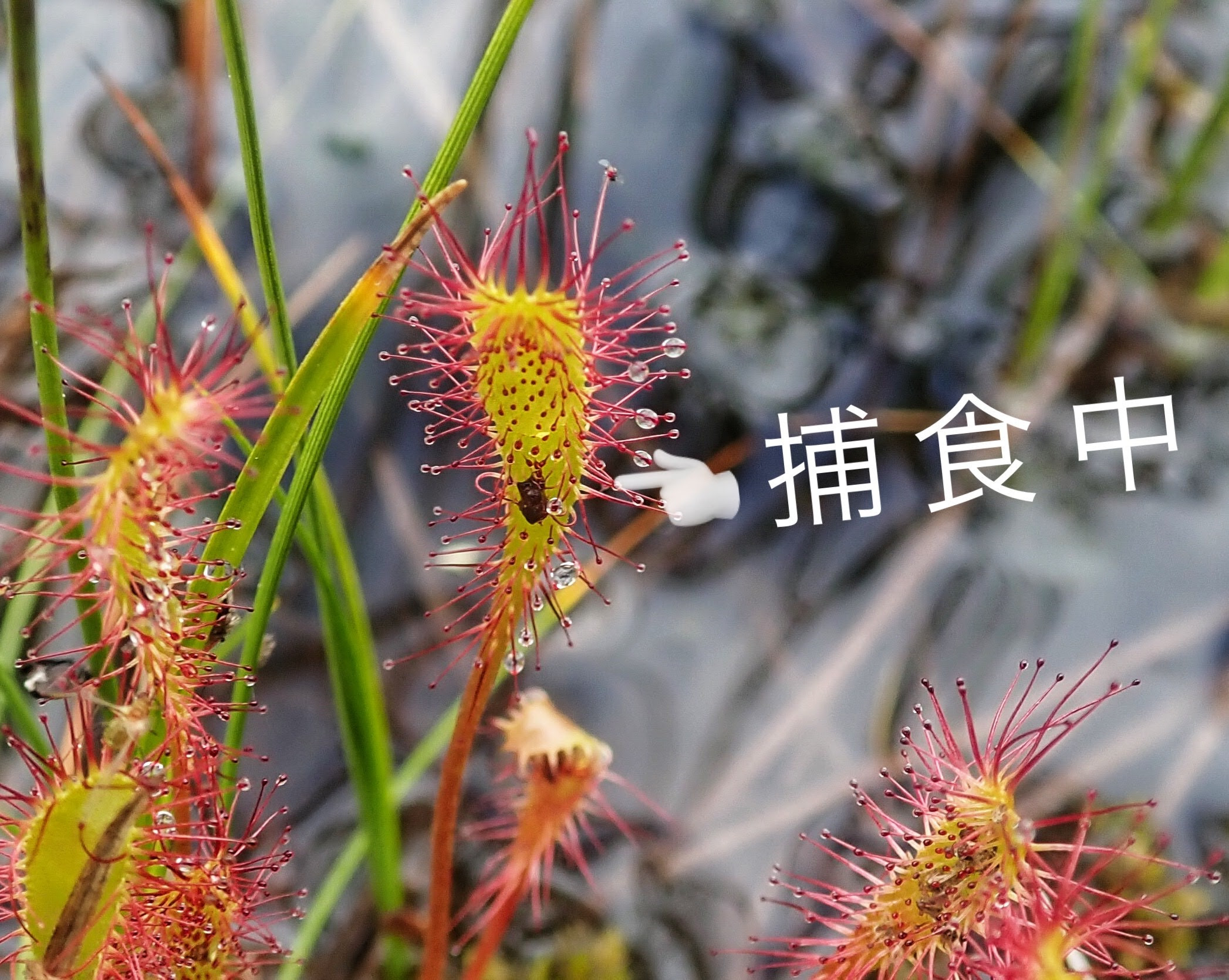 アクティブ レンジャー日記 北海道地区 高層湿原のモウセンゴケ