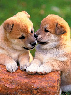 ちょっと聞いてヨ 柴犬 の待ち受け画像 壁紙 動物 パラダイス