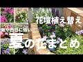 【印刷可能】 多年草 トレニア 花壇 173898