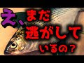 サッパ まずい 345284-サッパ まずい