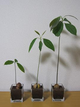 アボカド3兄弟 ハーブと手作り
