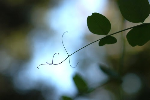 new additions to the garden
